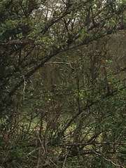 Cercotrichas leucophrys