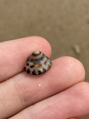 Bembicium auratum