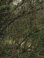 Cercotrichas leucophrys