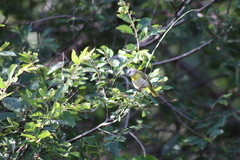 Apalis flavida