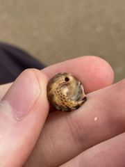 Bembicium auratum
