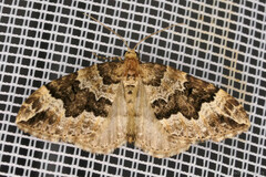 Lampropteryx suffumata