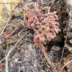 Sedum moranense