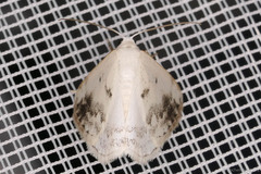Lomographa temerata