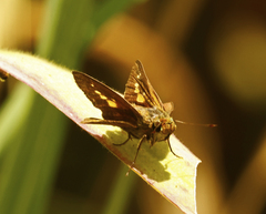 Parnara amalia