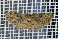 Eupithecia tantillaria