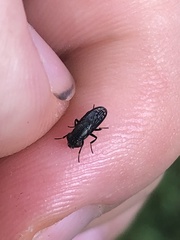 Notogramma