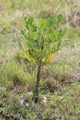 Kigelia africana