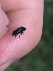 Notogramma