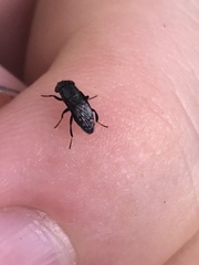 Notogramma
