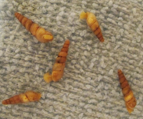 Miniature Awlsnail