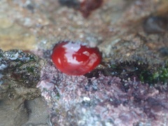 Actinia mediterranea