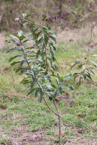 Foto de Ariá