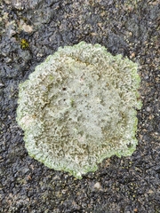 Protoparmeliopsis muralis