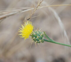 Centaurea melitensis