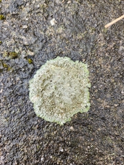 Protoparmeliopsis muralis