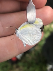 Eurema elathea