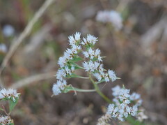 Limonium lobatum