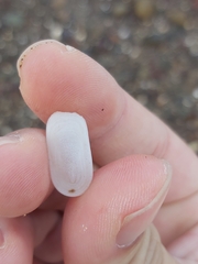 Scutus antipodes