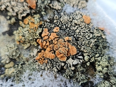 Rhizoplaca chrysoleuca