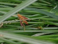 Polistes olivaceus