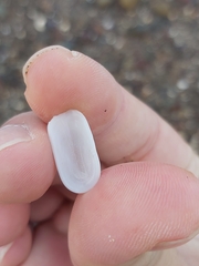 Scutus antipodes