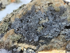 Physcia caesia