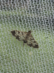 Nomophilini