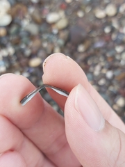 Ischnochiton australis