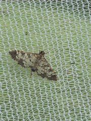 Nomophilini