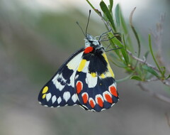 Delias aganippe