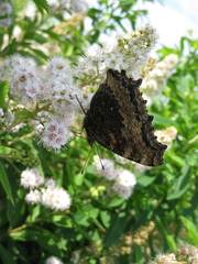 Nymphalis xanthomelas