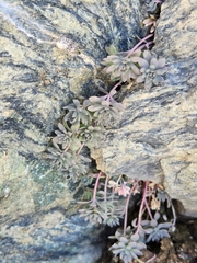 Linaria alpina