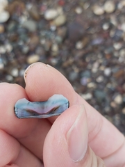 Ischnochiton australis