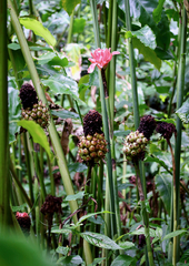 Etlingera elatior