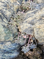 Linaria alpina
