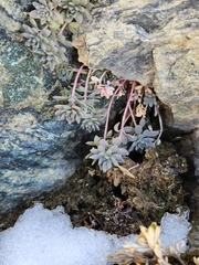 Linaria alpina