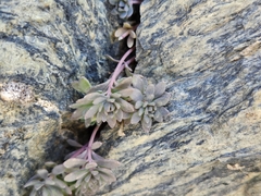 Linaria alpina