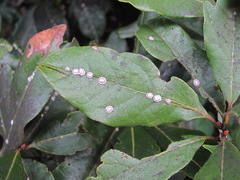 Ceroplastes floridensis