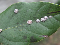 Ceroplastes floridensis