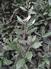 Ceroplastes floridensis