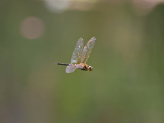 Hydrobasileus brevistylus