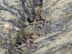 Linaria alpina