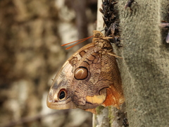 Opsiphanes invirae