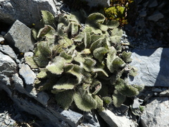 Brachyglottis lagopus