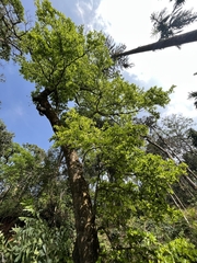 Elaeocarpus tuberculatus