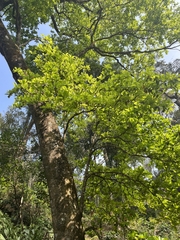 Elaeocarpus tuberculatus