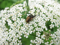 Pseudovadonia livida