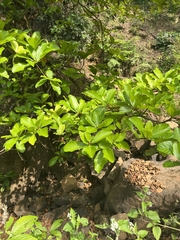 Elaeocarpus tuberculatus