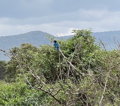 Lamprotornis superbus